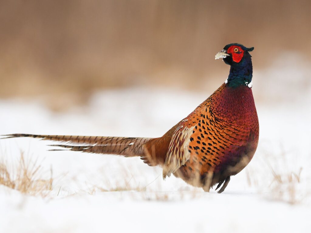 Pheasant