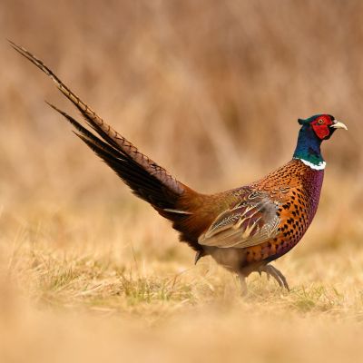 pheasant-hunting